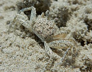 Juvenile Atlantic Ghost Crab.JPG