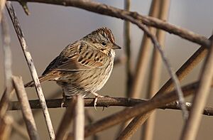 LincolnsSparrow-30DEC2017