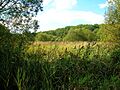 Lindston Loch site, Dalrymple