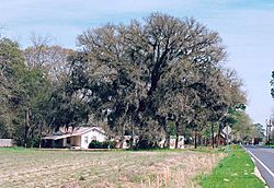 Southern live oak and farmhouse near Collins