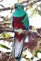 Male Resplendent Quetzal