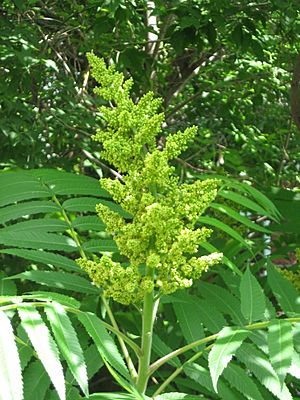 Male staghorn sumac flower at early stage of blooming.