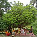 Manasa puja on the day of Dashahara at a bedi of Euphorbia Neriifolia