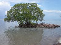Mangrove auf Cayo Levisa, Kuba