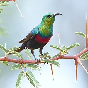 Marico sunbird, Cinnyris mariquensis, at Marakele National Park, Limpopo, South Africa (31756233857).jpg