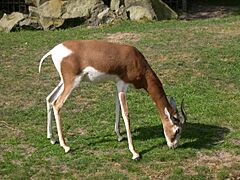 Mohrr-gazelle