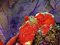 Monanchora arbuscula (Red encrusting sponge)