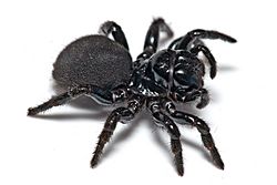 Mouse spider02