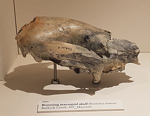 Neohelos skull.jpg