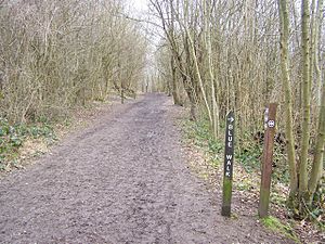 North Downs Way in Trosley Country Park - geograph.org.uk - 1177069