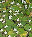 Nymphoides ezannoi (aka)