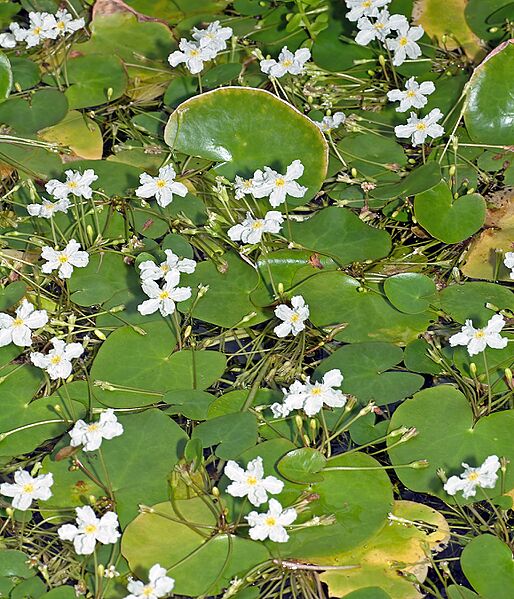 Nymphoides ezannoi (aka)