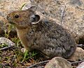 Ochotona princeps rockies