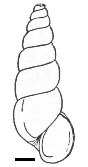 Oncomelania hupensis nosophora shell