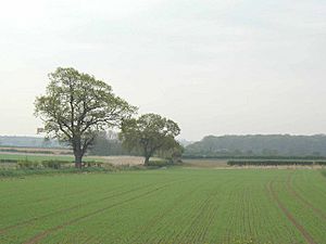 Open farmland in the Vale of York - geograph.org.uk - 164970