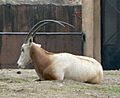 Oryx dammah zoo mexico