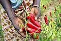 Paprika pepper farmer in Tanzania (5761933485)