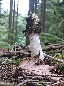 Stinkhorn Facts For Kids