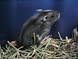 Syrian Hamster - Animal Facts Encyclopedia