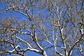Pinchot Sycamore branches and foliage, April 29, 2008