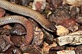 Pink-tailed Worm-lizard (Aprasia parapulchella) (9105324205)