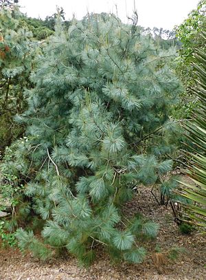 Pinus maximartinezii.jpg