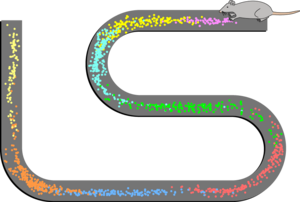 Place Cell Spiking Activity Example