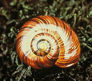 Powelliphanta lignaria lusca shell DOC 1993.jpg