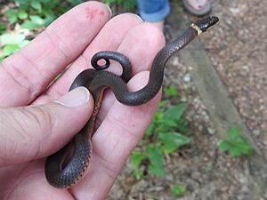 Prairie Ringneck Snake imported from iNaturalist photo 42030595 on 1 August 2024
