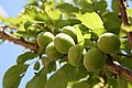 Prunus mume fruits 2