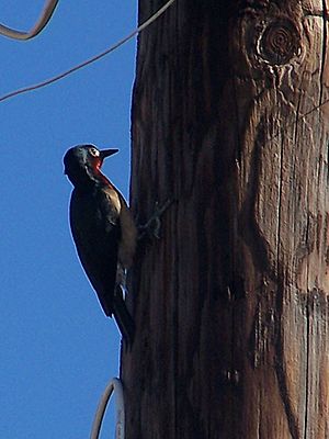 Puerto Rican Woodpecker