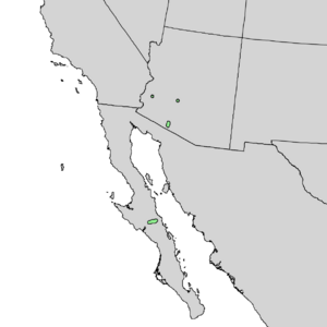 Quercus ajoensis range map 1.png