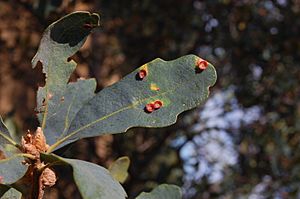 Quercus douglasii-Galls
