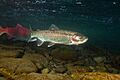 Rainbow trout 01