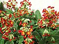 Red flowered cowslip