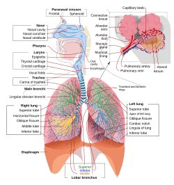 Respiratory system complete en.svg
