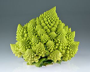 Romanesco broccoli (Brassica oleracea).jpg