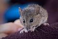 Salt marsh harvest mouse (10843172623)