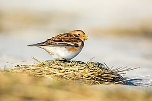 Schneeammer (Plectrophenax nivalis) - Spiekeroog, Nationalpark niedersächsisches Wattenmeer(1)
