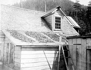 Seaweed drying on roof of house, Shakan, Alaska, July 16, 1911 (COBB 136)