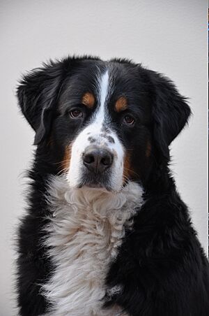 Sezare the dog