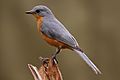 Silverbird in Murchison Falls National Park, Uganda