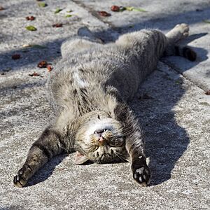 Sleeping cat on her back