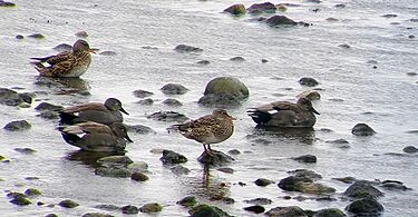 Snatterand ( Anas strepera) Ystad-2020