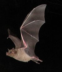 Southern long-nosed bat.jpg