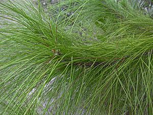 Starr-031108-2114-Pinus elliottii-needles-Deering Park-Florida (24048216083)