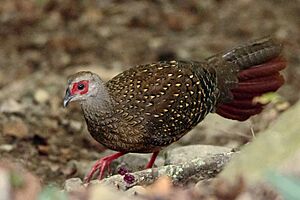 Swinhoe's Pheasant Female