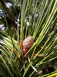 Swiss pine (Pinus cembra) 'Columnaris' cone