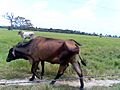 Táchira y sus ganados