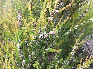 Taxandria parviceps foliage and flowers
